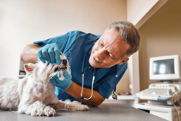 Best 24-Hour Emergency Dental Care in Sparta, NC